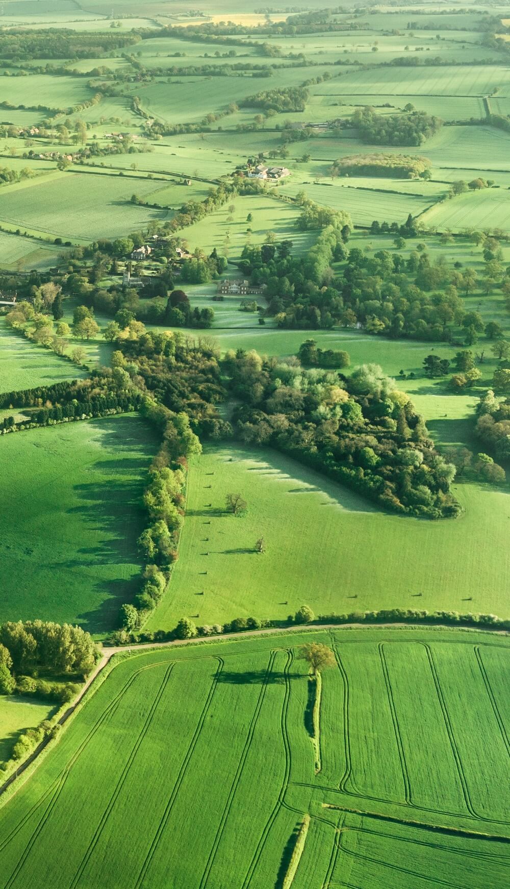 Green fields