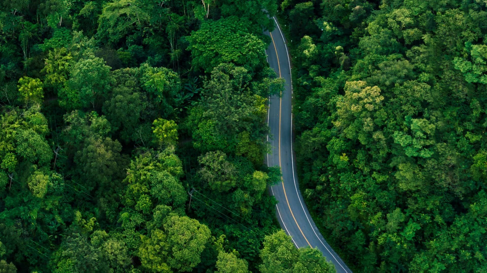 road snaking through forrest area