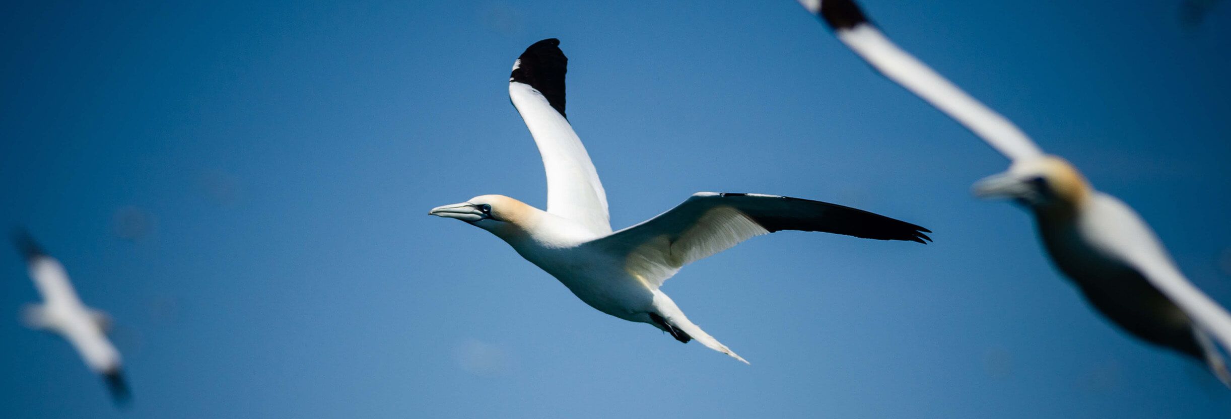 White and black birds flying in the sky