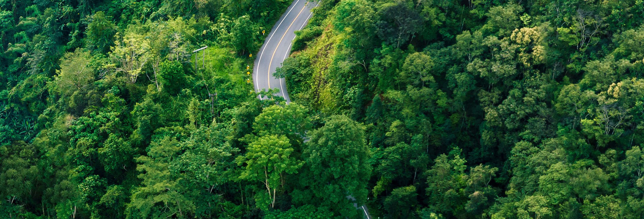 Picture of a road running into a thick, green forest